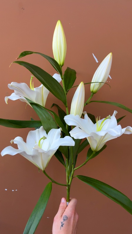 Taitons Flower and Floral photo 4